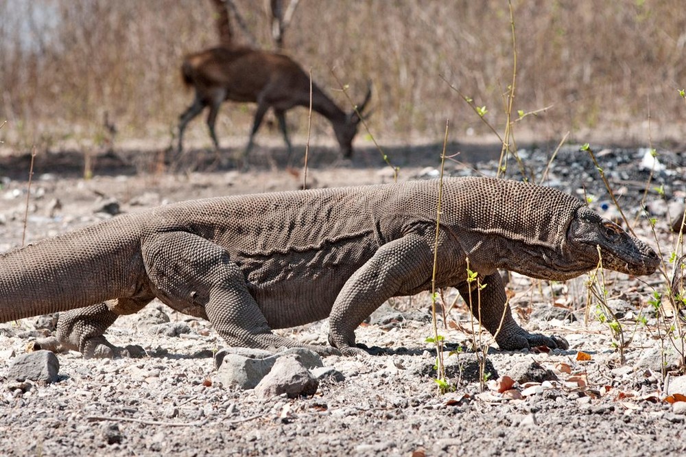 Loài  bò sát thống trị thế giới, rồng Komodo. Đây là loài thằn lằn lớn nhất thế giới sinh sống chủ yếu ở đảo Komodo, Rinca và đảo Flores ở Indonesia. Nguồn ảnh: Eric Nathan / Alamy.